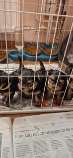 Mooi mini york terriër, Dieren en Toebehoren, Yorkshire Terriër, CDV (hondenziekte), 8 tot 15 weken, Meerdere