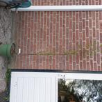 Kerspruim, Tuin en Terras, Planten | Bomen, Halfschaduw, Overige soorten, Lente, 100 tot 250 cm