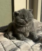 TOP britse korthaar kittens blauw️ ❤️, Dieren en Toebehoren, Katten en Kittens | Raskatten | Korthaar, Meerdere dieren, Ontwormd