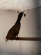 Pop merel  mutatie, Dieren en Toebehoren, Vogels | Overige Vogels, Vrouwelijk