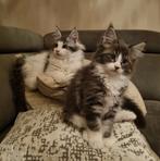 Maine coon kitten poesje met stamboom, Dieren en Toebehoren, Katten en Kittens | Raskatten | Langhaar, Poes, Gechipt, 0 tot 2 jaar