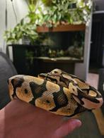 Koningspython pastel orange dream vrouw, Dieren en Toebehoren, Slang, Tam, 0 tot 2 jaar
