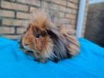 Cavia beertje, Dieren en Toebehoren, Knaagdieren, Mannelijk, Cavia, Na 1 juli 2024