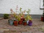 BERBERIS, Ophalen, Vaste plant, Overige soorten, Halfschaduw
