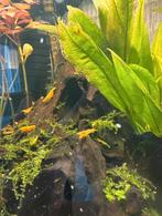 Citroen Garnalen, Dieren en Toebehoren, Vissen | Aquariumvissen, Kreeft, Krab of Garnaal