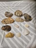 schelpen verschillende, Huis en Inrichting, Woonaccessoires | Overige, Ophalen of Verzenden