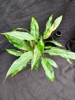 Zeer zeldzame Spathiphyllum sp. Indonesian nu - 50 % Ophalen, Huis en Inrichting, Ophalen, Overige soorten, Halfschaduw, In pot