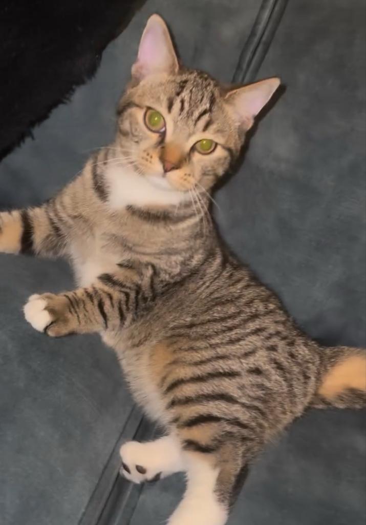 Kitten, Dieren en Toebehoren, Katten en Kittens | Overige Katten