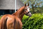 STALHULP GEZOCHT.., Diensten en Vakmensen, Dieren | Paarden | Verzorging, Oppas en Les