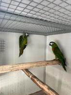 Nobilis ara’s koppels, zwartkop en tamme roestkop caiques, Dieren en Toebehoren, Vogels | Parkieten en Papegaaien, Meerdere dieren