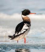 Siereenden 2025, Dieren en Toebehoren, Pluimvee, Meerdere dieren, Eend