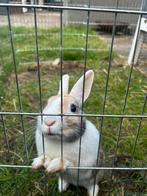 Gratis dwerg konijn vrouwtje op te halen, Dieren en Toebehoren, Konijnen, Vrouwelijk, Dwerg