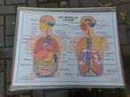 Verzameling dubbelzijdige medische schoolplaten, Antiek en Kunst, Antiek | Schoolplaten, Ophalen, Natuur en Biologie