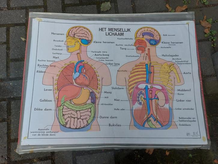 Verzameling dubbelzijdige medische schoolplaten, Antiek en Kunst, Antiek | Schoolplaten, Natuur en Biologie, Ophalen