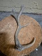 Geweitak van een hert, Antiek en Kunst, Ophalen of Verzenden