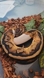 Python regius, Slang