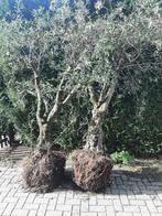 Olijfboom ca 275 cm hoog stamomtrek ca 85 cm , Tuin en Terras, Planten | Bomen, Bloeit niet, Ophalen of Verzenden, Olijfboom, 250 tot 400 cm