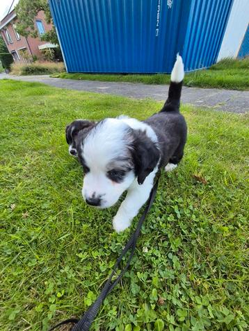 Australian Shepherd pups mogen direct mee. beschikbaar voor biedingen