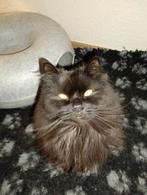 Gouden plekje gezocht. Goed lezen., Dieren en Toebehoren, Katten en Kittens | Raskatten | Langhaar, Kater, 3 tot 5 jaar