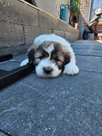 Puppys, langharige pluizebolletjes, Dieren en Toebehoren, Honden | Niet-rashonden, Rabiës (hondsdolheid), 8 tot 15 weken, Groot