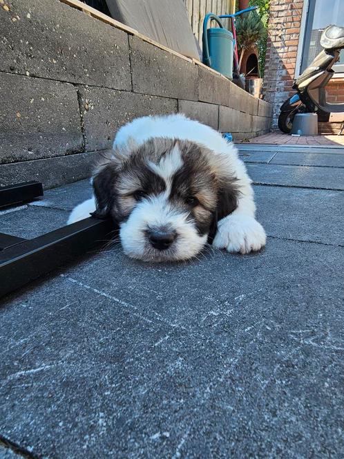 Puppys, langharige pluizebolletjes, Dieren en Toebehoren, Honden | Niet-rashonden, Groot, Meerdere dieren, Particulier, Meerdere
