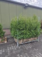 Thuja Brabant met kluit 150-175, Tuin en Terras, Planten | Struiken en Hagen, Ophalen, Conifeer, 100 tot 250 cm
