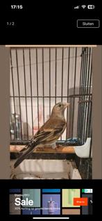 Gezocht, Dieren en Toebehoren, Mannelijk, Wildzangvogel