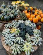 Pompoenen & Kalebassen - Herfstdecoratie, Ophalen, Volle zon, Groenteplanten, Eenjarig