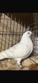 Takla duiven, Dieren en Toebehoren, Vogels | Duiven, Meerdere dieren, Postduif