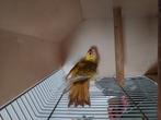Te koop bonte penanten rosella's, Dieren en Toebehoren, Meerdere dieren, Parkiet, Geringd