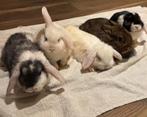 Hangoor dwerg konijn NHD dwergjes, Dieren en Toebehoren, Konijnen, Meerdere dieren, Dwerg, Hangoor