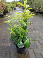 Prunus genolia, laurierstruiken, Ophalen, Laurier