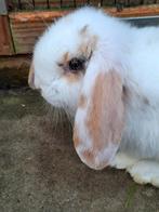 Prachtige Franse hangoor ram, Dieren en Toebehoren, Konijnen, Mannelijk, Groot, Hangoor