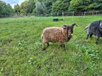 Ouessant ram 2025, Dieren en Toebehoren, Schapen, Geiten en Varkens, Mannelijk, Schaap