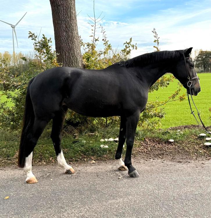 Mooie brave merrie, Dieren en Toebehoren, Paarden, Merrie, Niet van toepassing, 165 tot 170 cm, 7 tot 10 jaar, Springpaard, Met stamboom