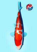 ginrin kohaku Japanse koi, Karper of Koi