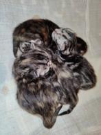 Kittens Ragdoll x Britse Korthaar. Whiskas en rood/oranje, Dieren en Toebehoren, Katten en Kittens | Raskatten | Korthaar, Meerdere dieren