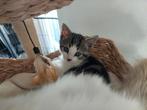 Lieve halve Birmaan kater zoekt zijn gouden mandje, Dieren en Toebehoren, Katten en Kittens | Overige Katten, Kater