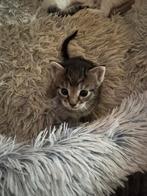 5 kittens zoeken forever home, Dieren en Toebehoren, Meerdere dieren, Ontwormd, 0 tot 2 jaar
