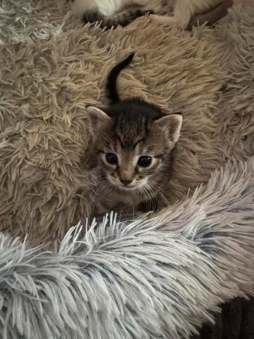 5 kittens zoeken forever home, Dieren en Toebehoren, Katten en Kittens | Raskatten | Langhaar, Meerdere dieren, 0 tot 2 jaar, Ontwormd