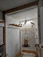 Distelvinken, Dieren en Toebehoren, Meerdere dieren, Wildzangvogel, Geringd