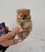 Pomeriaan pups, Dieren en Toebehoren, CDV (hondenziekte), 8 tot 15 weken, Meerdere, Meerdere dieren