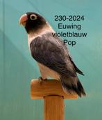 Agapornis personata poppen: euwing violetblauw en een blauwe, Dieren en Toebehoren, Vrouwelijk, Dwergpapegaai of Agapornis, Geringd