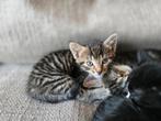 Superschattig kittens cypers  en zwart halflangharig., Dieren en Toebehoren, Katten en Kittens | Overige Katten, Meerdere dieren