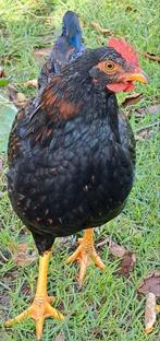 Haan Barnevelder kriel zwart goud pel, Dieren en Toebehoren, Pluimvee, Mannelijk, Kip