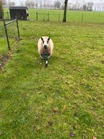 Mooie rustige raszuivere kerry hill ram, Dieren en Toebehoren, Mannelijk, Schaap