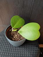 Hoya Kerrii / hartjesplant (P10), Huis en Inrichting, Kamerplanten, Ophalen, Halfschaduw, Minder dan 100 cm