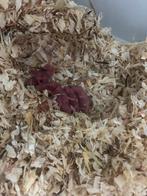 Te koop syrische hamster/ goudhamster, Dieren en Toebehoren, Knaagdieren, Hamster, Meerdere dieren, Tam, September