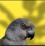 Meyer papegaai man, Mannelijk, Papegaai, Tam