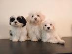 Mooie Boomer pups ShihTzu x Maltezer., Dieren en Toebehoren, Nederland, Overige rassen, CDV (hondenziekte), 8 tot 15 weken